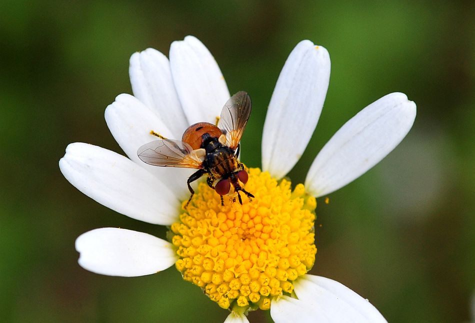 La vita in un fiore